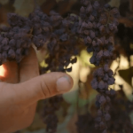 Un cep de merlot frappé de "mort subite" par la canicule de 2022 Un cep de merlot frappé de "mort subite" par la canicule de 2022